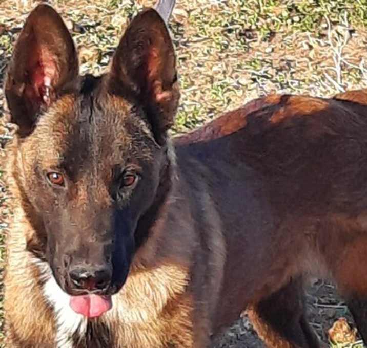 Photo of Bullwinkle fka boba in New Mexico