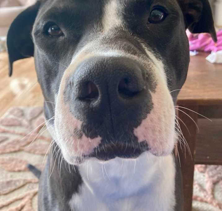 Photo of Henry