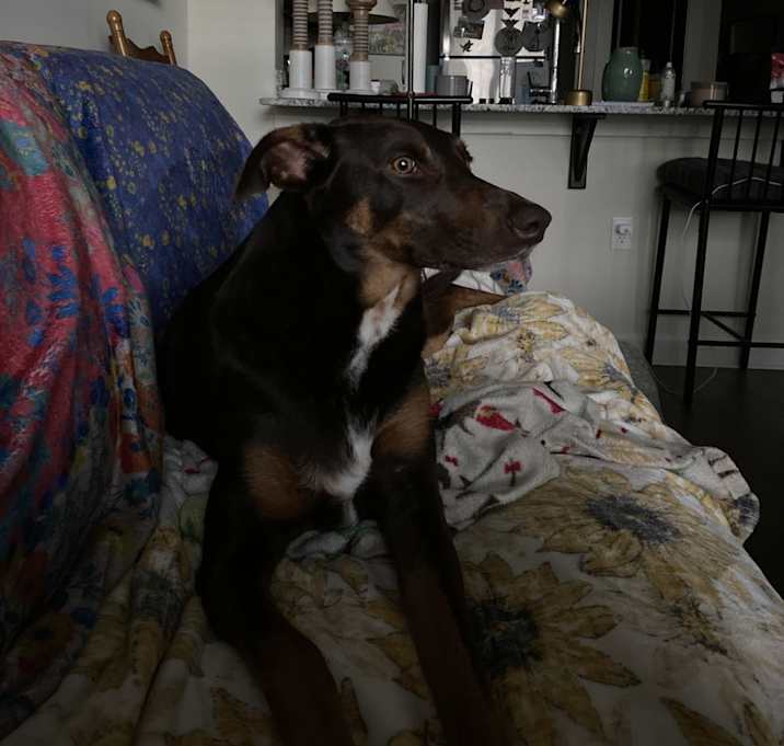 Photo of Copper