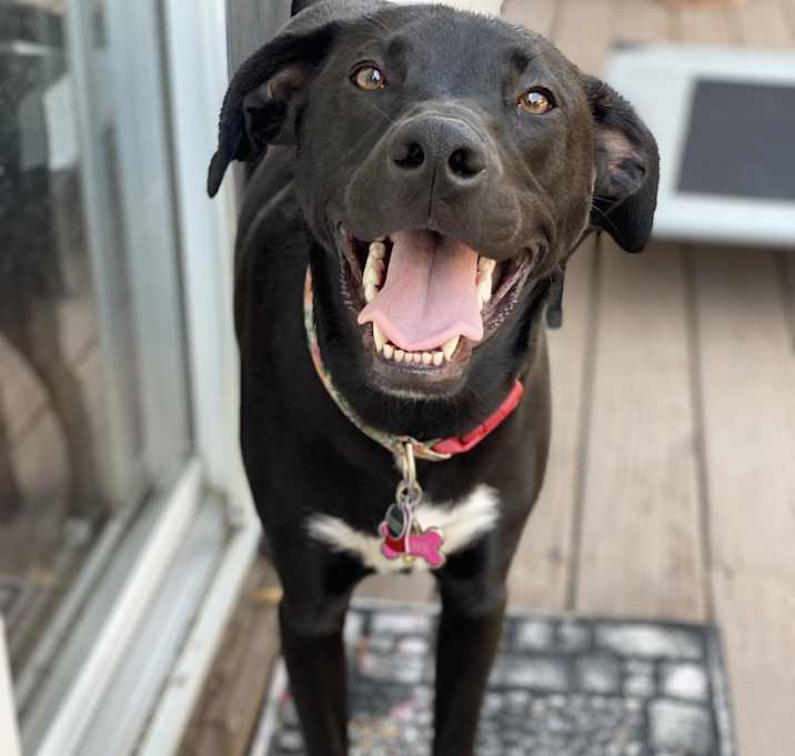 Photo of Olive
