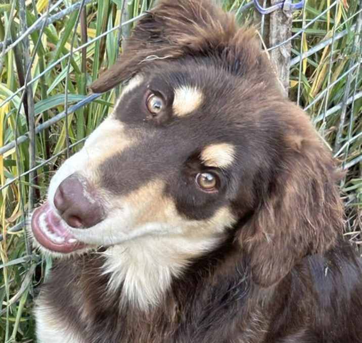 Photo of Ruby