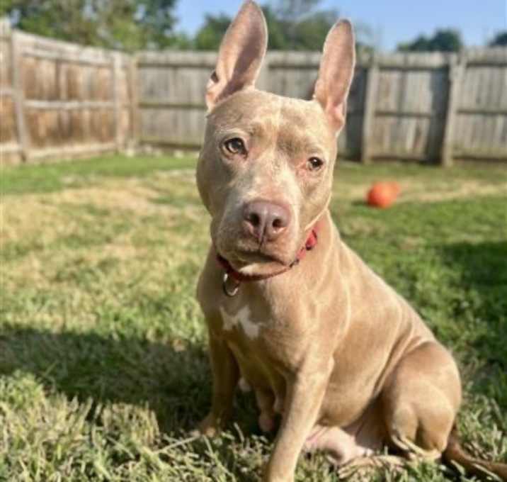Photo of Peanut