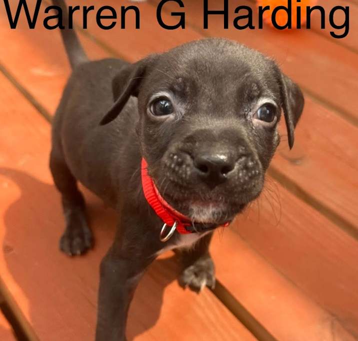 Photo of Warren G Harding