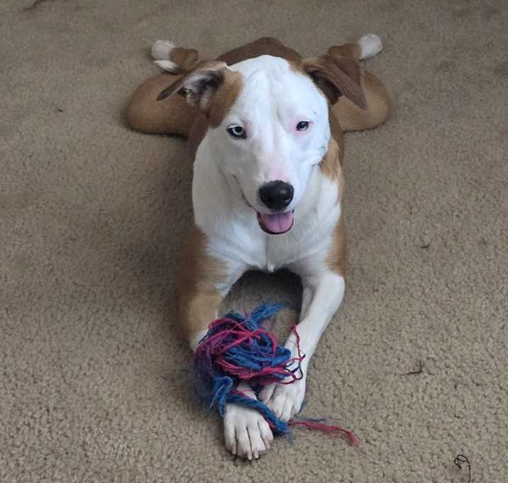 Photo of Roo