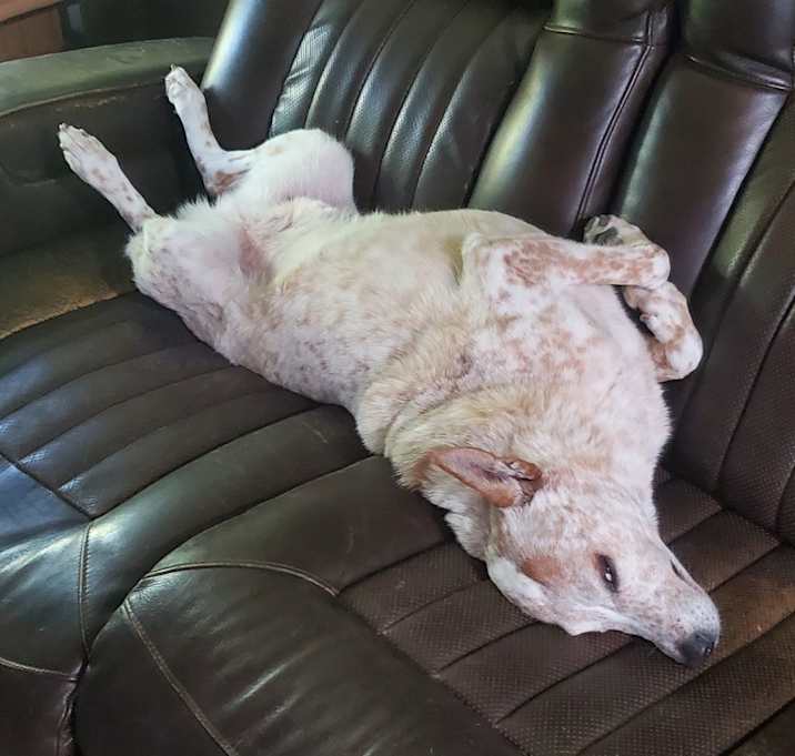 Photo of Cooper