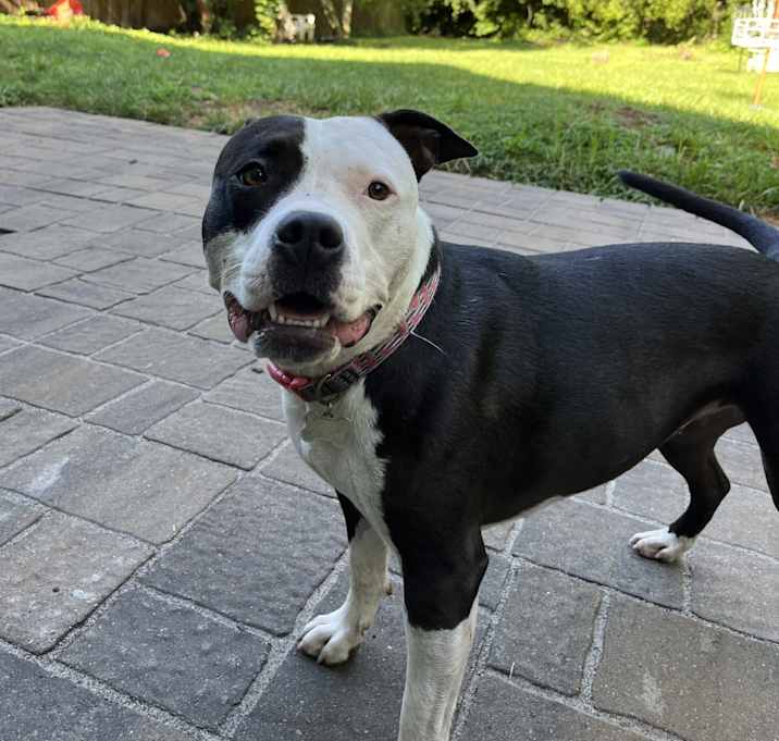 Photo of Biscuit