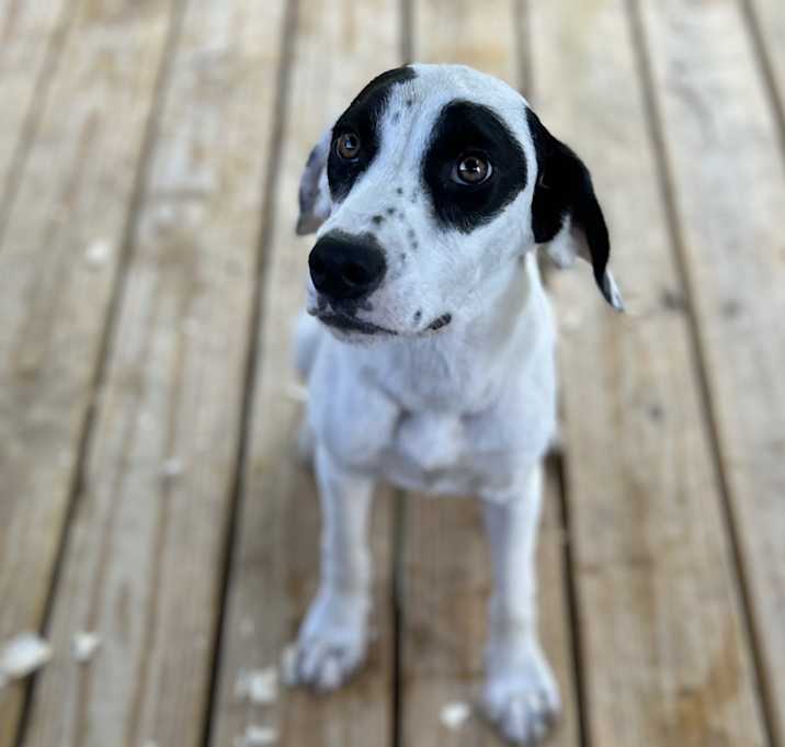 Photo of Banjo
