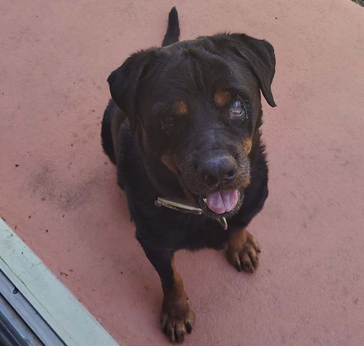 Photo of Bear