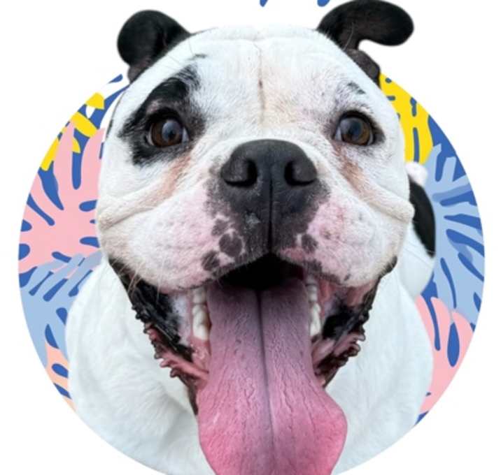 Photo of Snoopy