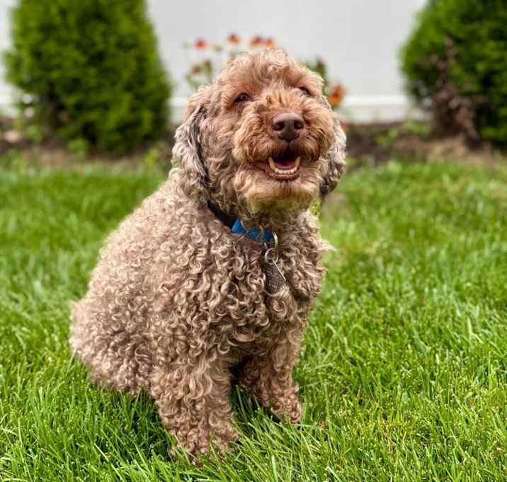 Photo of Brownie