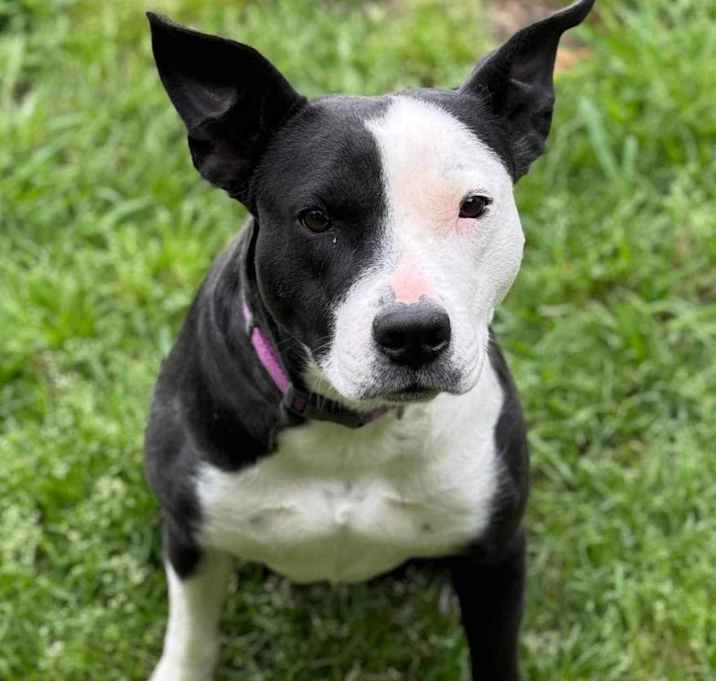 Photo of Violet