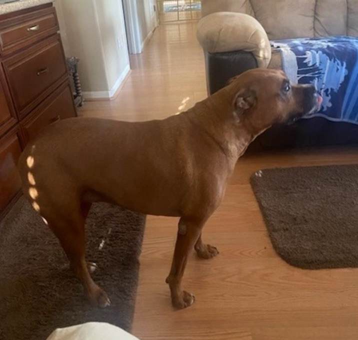 Photo of Daisy