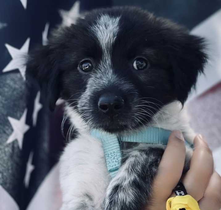Photo of BABY MIKA - “Darling Bud”