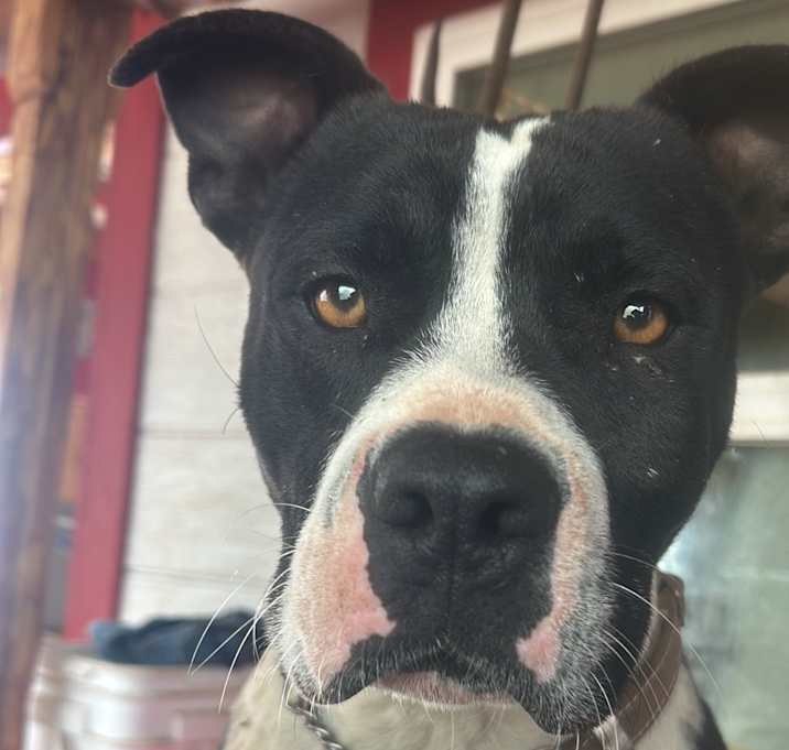 Photo of Bowser