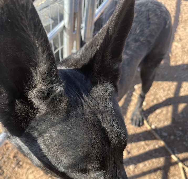 Photo of Chuey