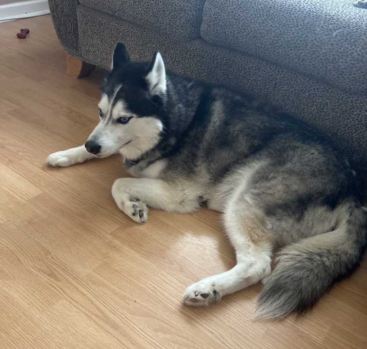 Photo of Max