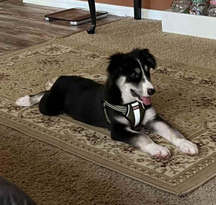 Photo of Callie