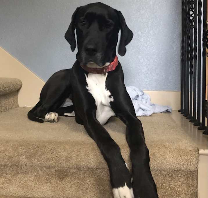 Photo of Koda