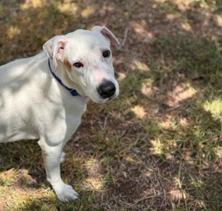 Photo of Pudgy (in foster)