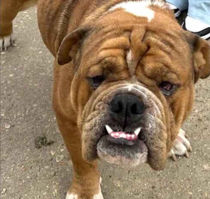 Photo of Pumba