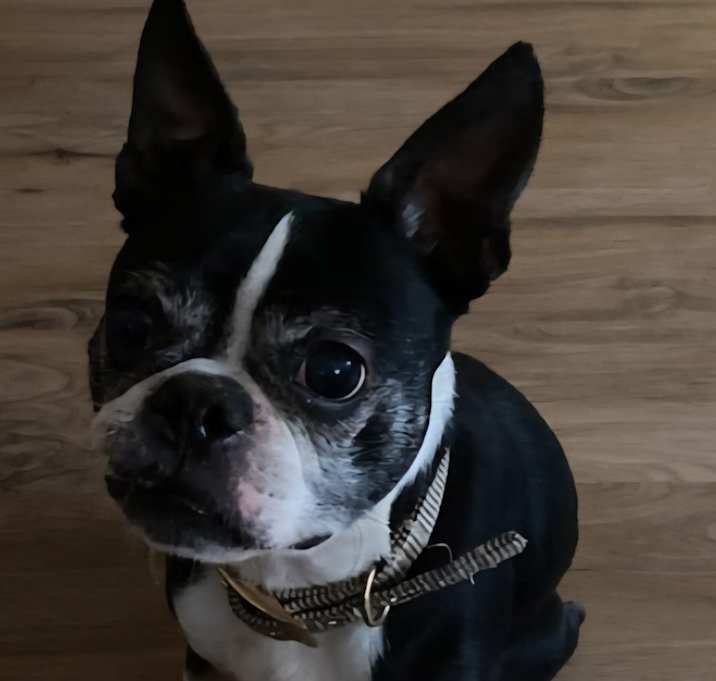Photo of Chewie