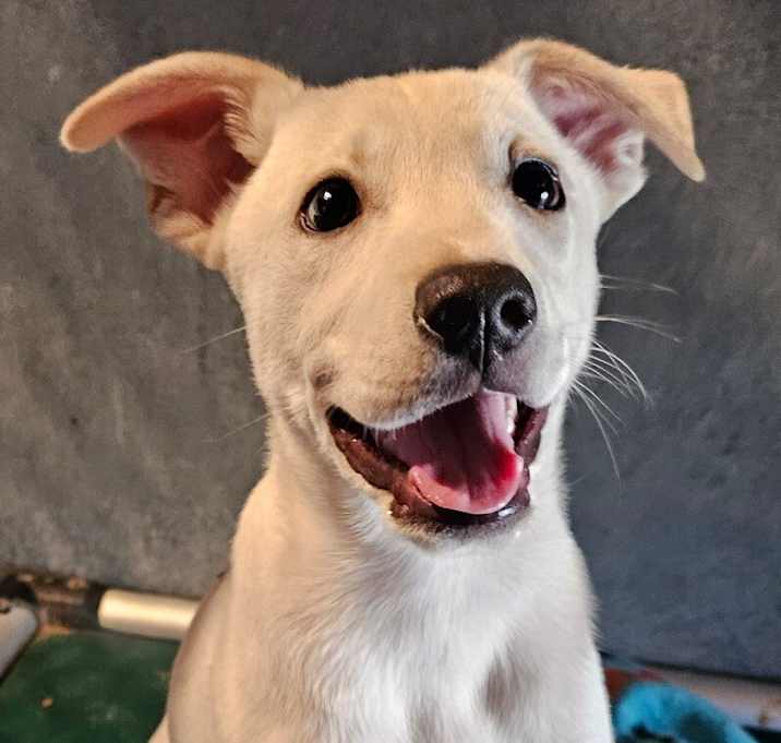 Photo of Ripley