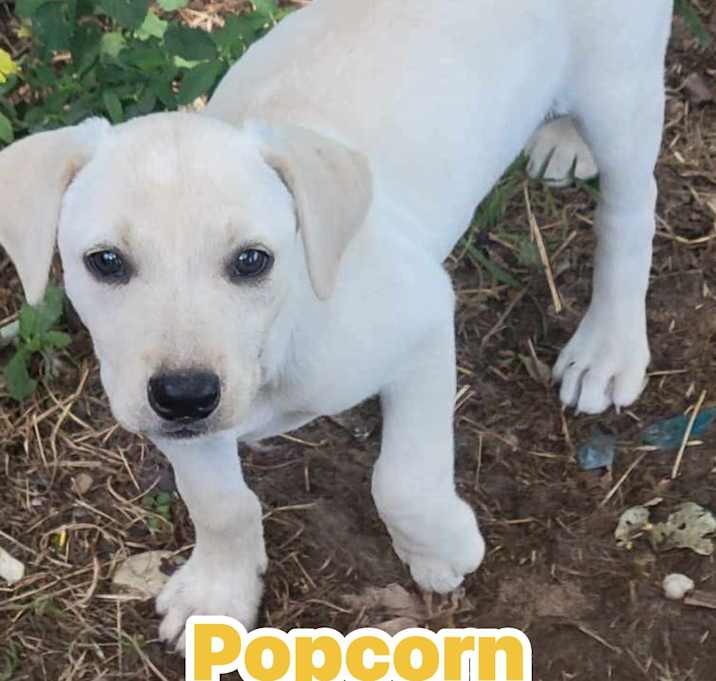 Photo of Popcorn