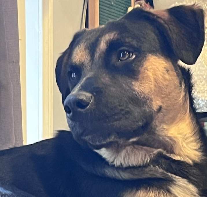 Photo of Rambo