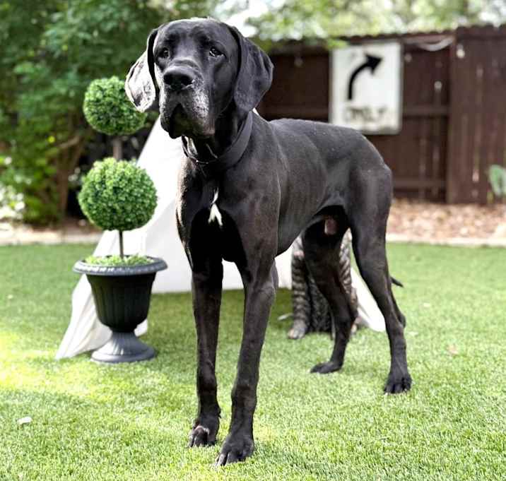 Photo of Maximus