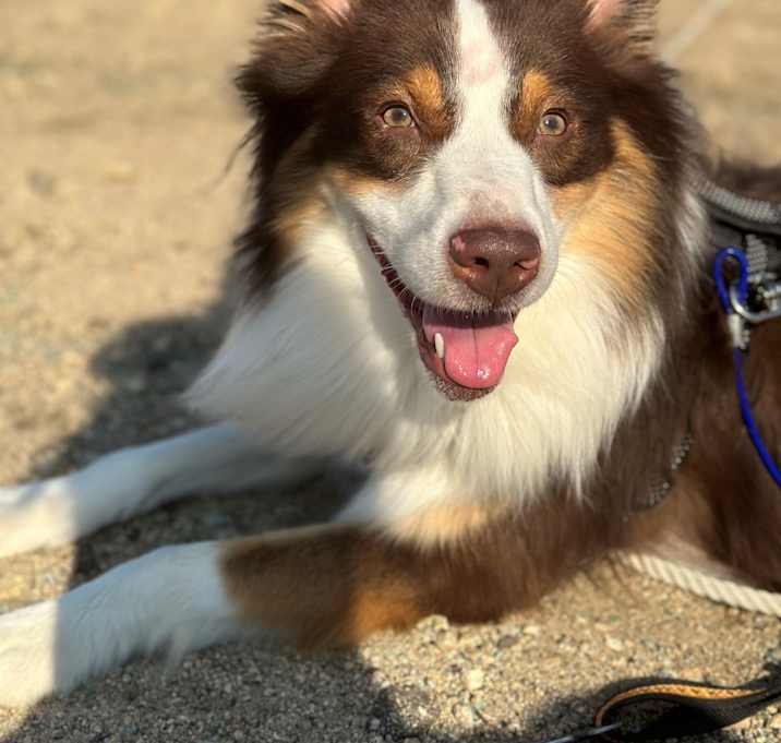 Photo of Cocoa