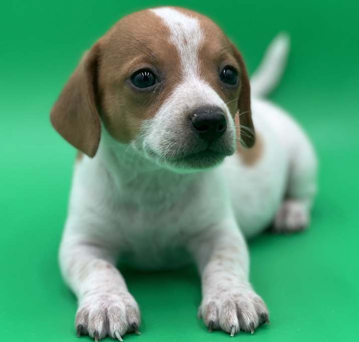 Photo of Waffles