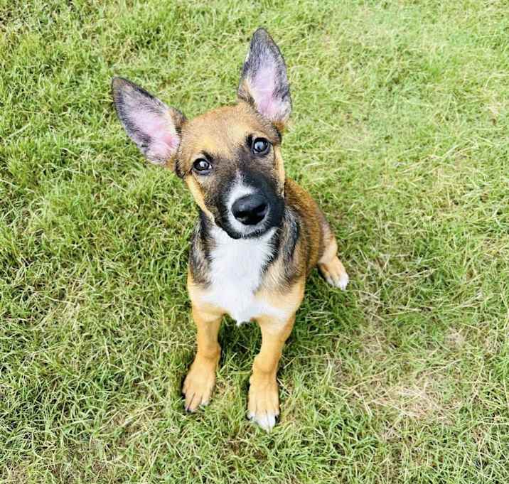 Photo of Rambo 25-06-038