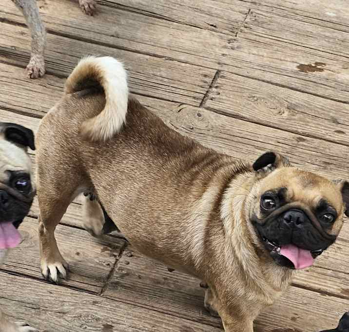 Photo of Puggy the Pugtatoe