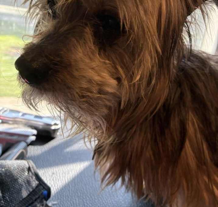Photo of Archie