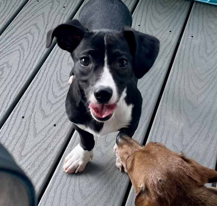 Photo of Mr. Cutie in Texarkana TX