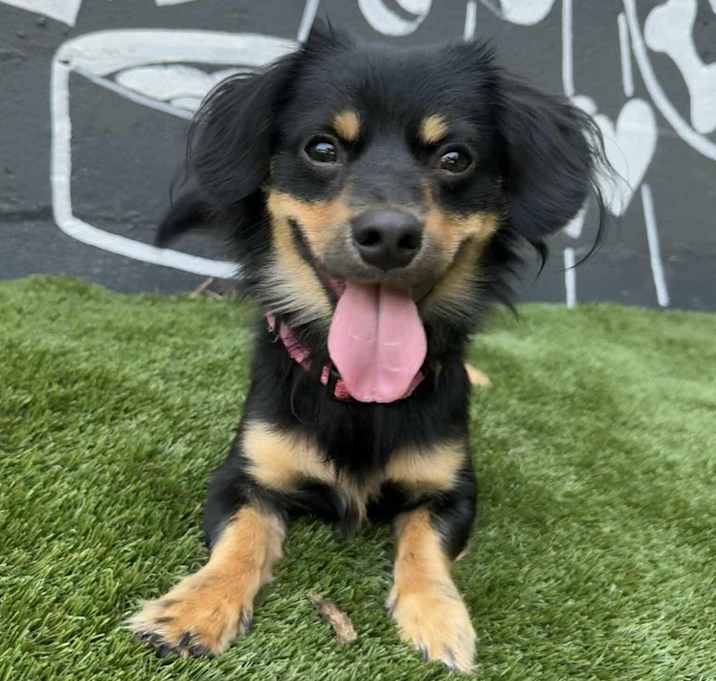 Photo of Boo Berry