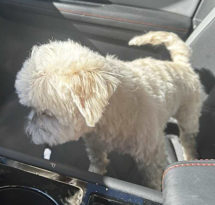 Photo of Teddy