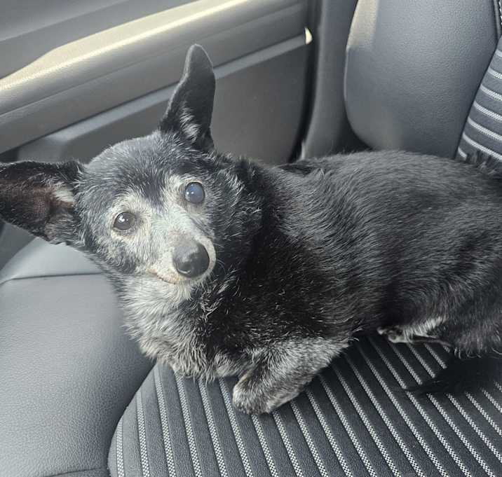 Photo of Dixie