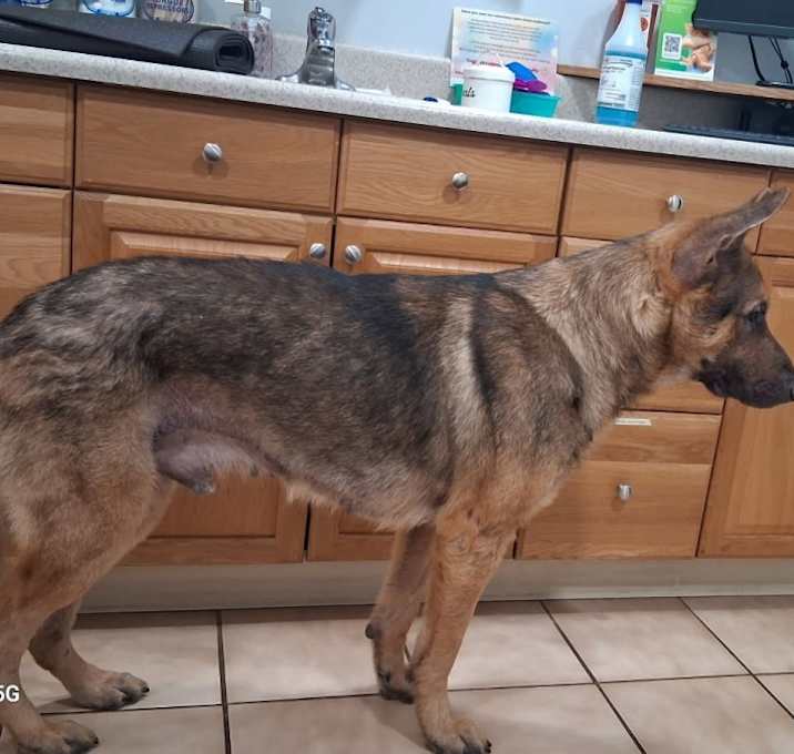 Photo of Chief