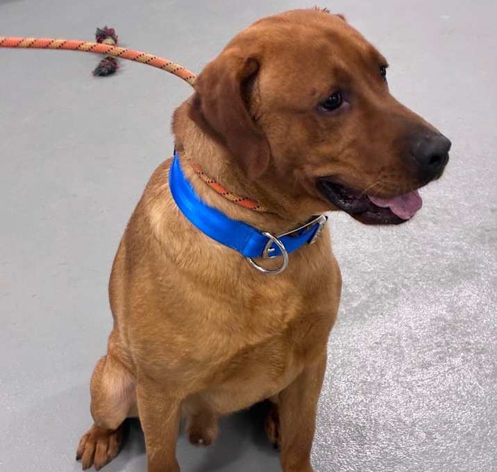 Photo of Gunner