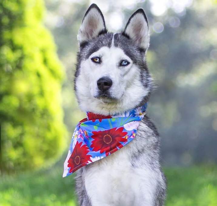 Photo of Skye