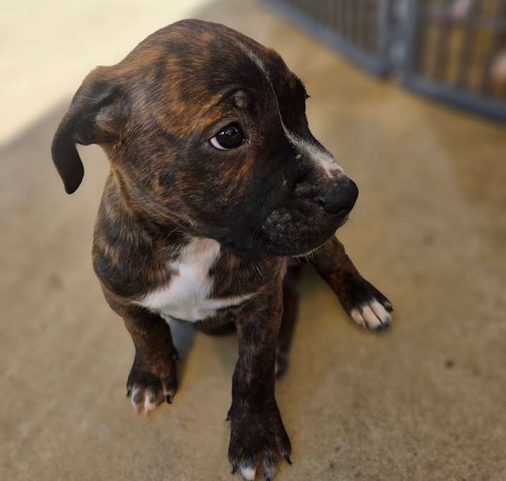 Photo of Puppies