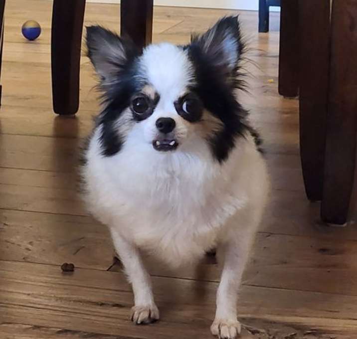 Photo of Zola