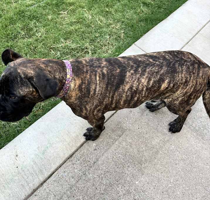 Photo of Jolene/JoJo: pending adoption