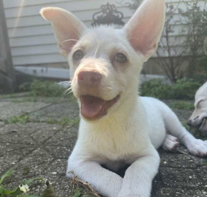Photo of Izzy