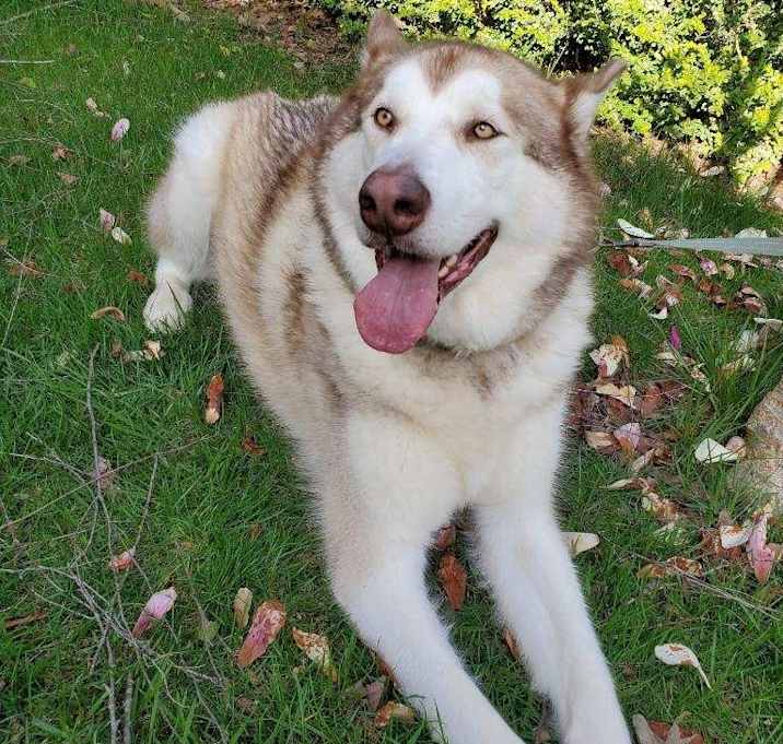 Photo of Kona