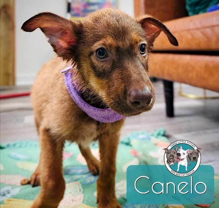 Photo of Canelo Channelview