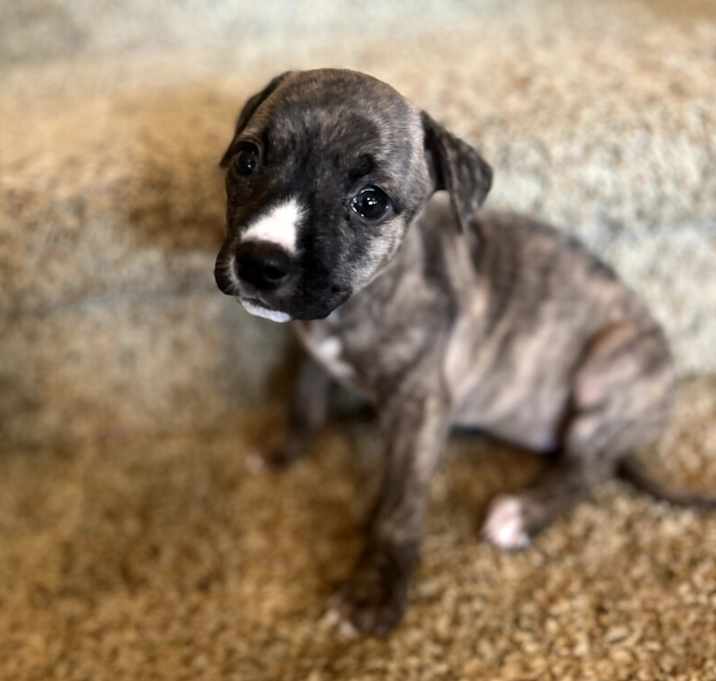 Photo of Bellatrix Ann Marie