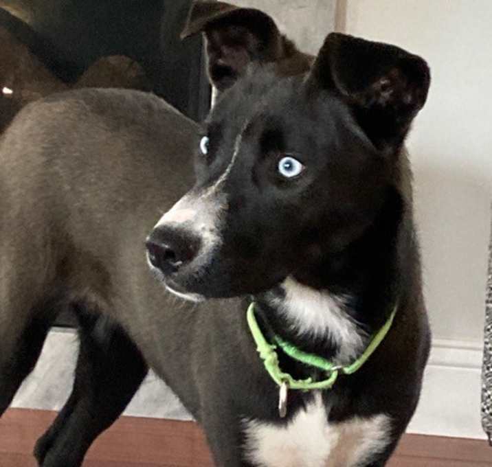 Photo of Laika