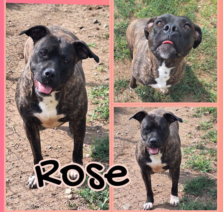 Photo of Rose